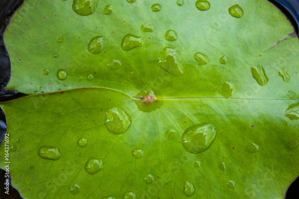 Fototapeta drop water on lotus leaf