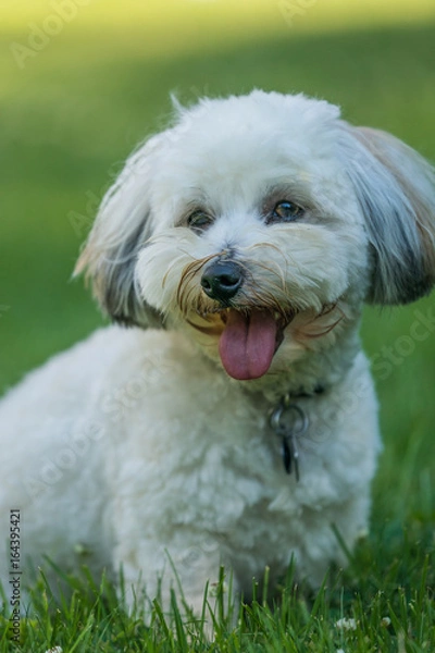 Fototapeta Coton de Tulear terrier dogs playing in a grassy park.