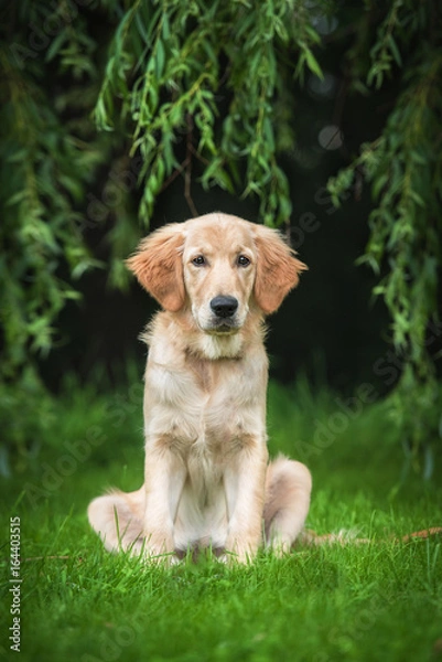 Fototapeta Golden retriever puppy sitting on the lawn