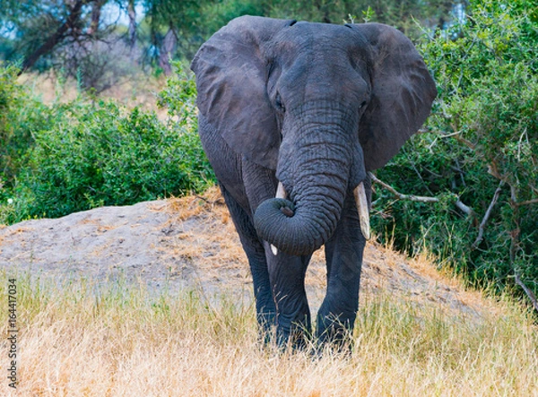 Fototapeta Elephant - Tarangaire, Tanzania