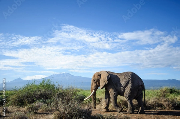 Fototapeta Elephant in Kenya