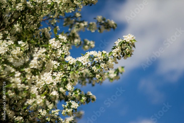 Fototapeta sky and white flowers