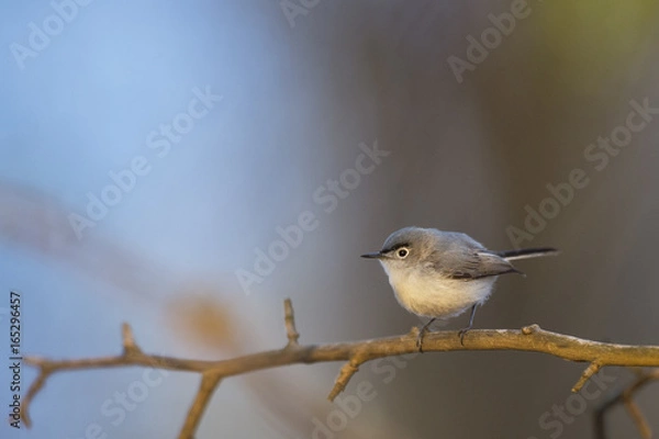 Fototapeta A Blue-gray Gnatcatcher perches on an open branch in the soft morning sunlight with a smooth background.