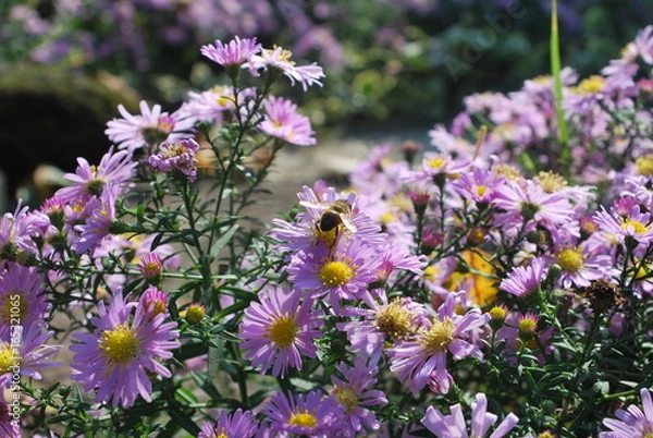 Fototapeta Bees on purple summer garden flowers in bloom