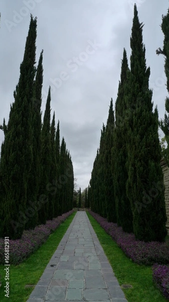 Fototapeta viale cipressi