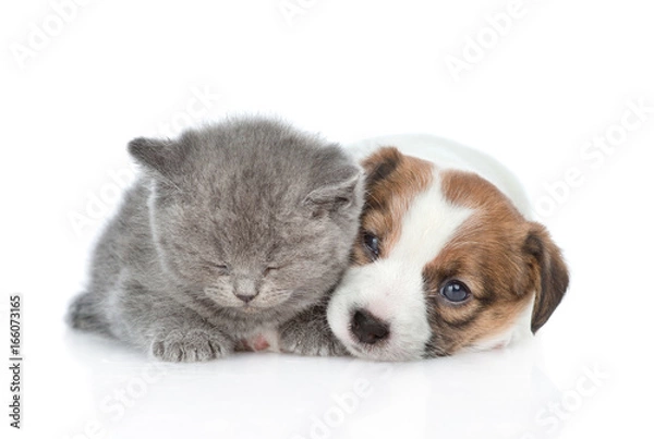 Fototapeta Sleeping kitten near puppy Jack Russell. isolated on white background