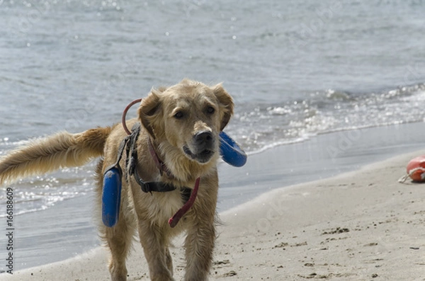 Fototapeta Rescue dog coming out of the sea