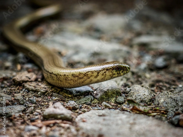 Fototapeta Slow worm