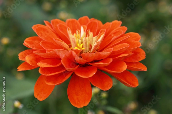 Fototapeta Double-flowered red Zinnia flower