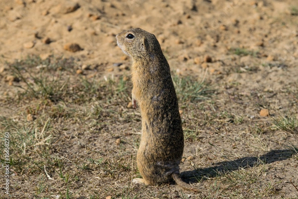 Fototapeta marmot