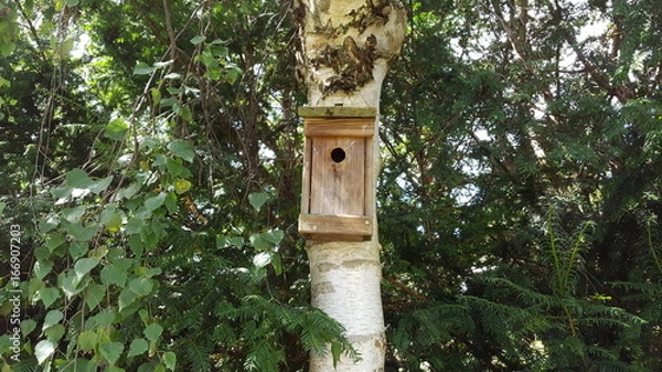 Fototapeta The birdhouse weighs on the birch