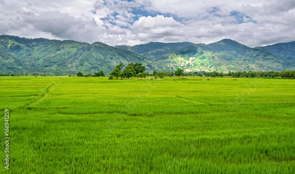 Fototapeta a green rice field with trees, a spot lit by sunlight against the background of mountains and sky, on the border of Vietnam and Cambodia