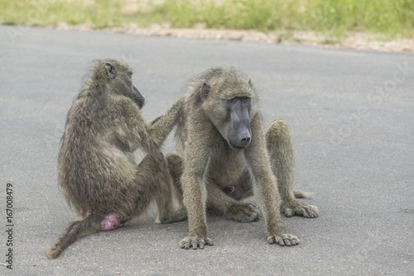 Fototapeta Manicure. These Baboons spend most of there time titivating and cursing favour.