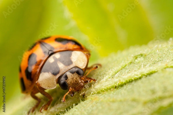 Fototapeta Harlequin Ladybird, Harmonia axyridis