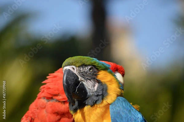 Fototapeta Two parrots cuddling each other