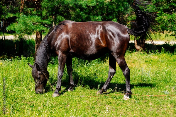 Fototapeta Dark brown horse on the meadow