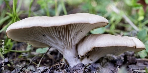 Fototapeta Single Toadstool in the forest