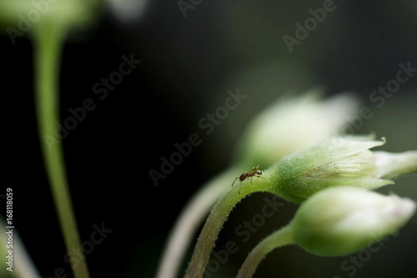 Fototapeta Little ant on flower # 2	