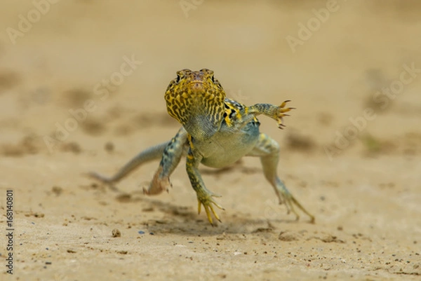 Obraz Bearded dragon", Crotaphytus collaris