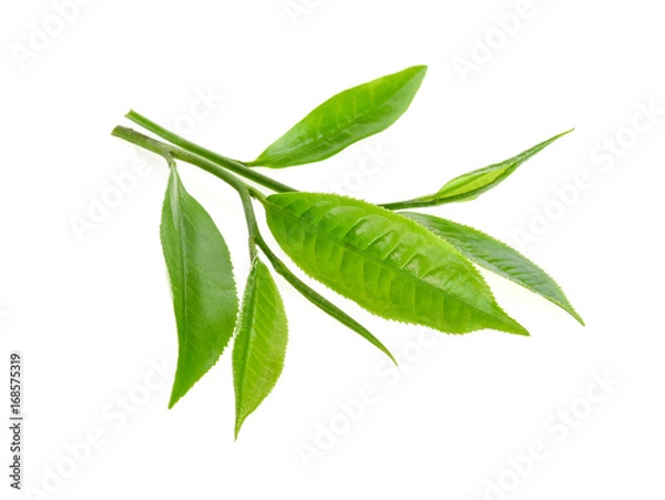 Fototapeta green tea leaf isolated on white background