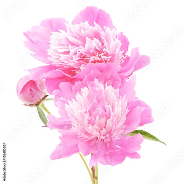 Fototapeta pink flowers of peony on a white background