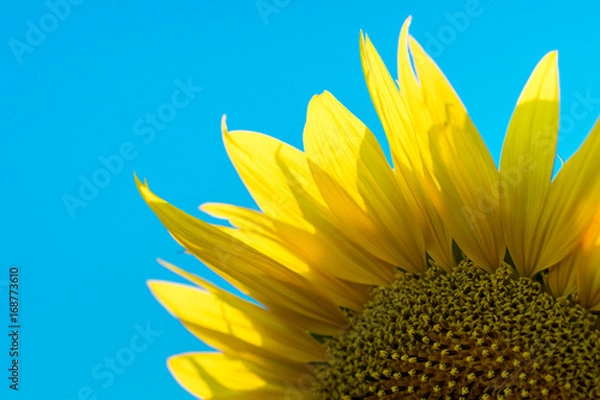 Fototapeta Sunflower Isolated on Blue Sky.