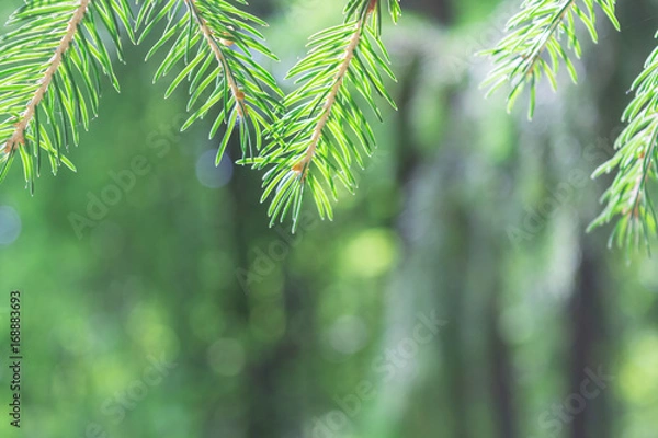 Fototapeta In the foreground on top of the branches of pine or spruce. The background is blurred. On the green branches of spruce needles are visible. Bottom empty space for text.