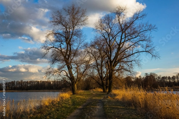 Fototapeta Trees on the pond Raszynski near Warsaw, Poland