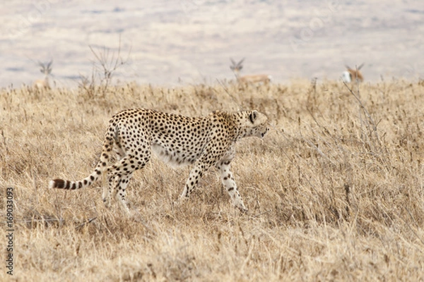 Fototapeta Gepard in der Savanne