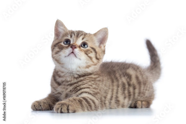 Fototapeta Scottish Straight kitten looking up isolated on white background