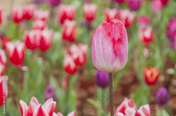 Fototapeta Tulips flower closeup 