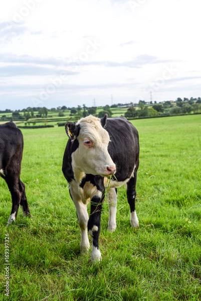 Fototapeta Calf in field