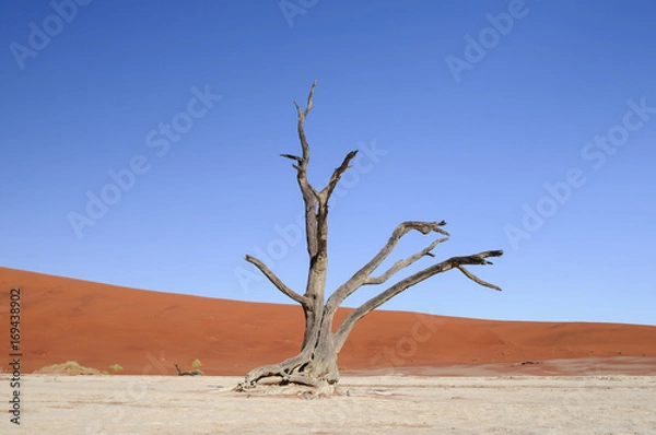 Fototapeta Dead acacia trees and dunes in the Namib desert / Dunes and dead acacia trees in the Namib desert, Dead Vlei, Sossusvlei, Namibia, Africa.