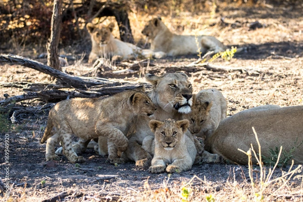 Fototapeta Wild lion family