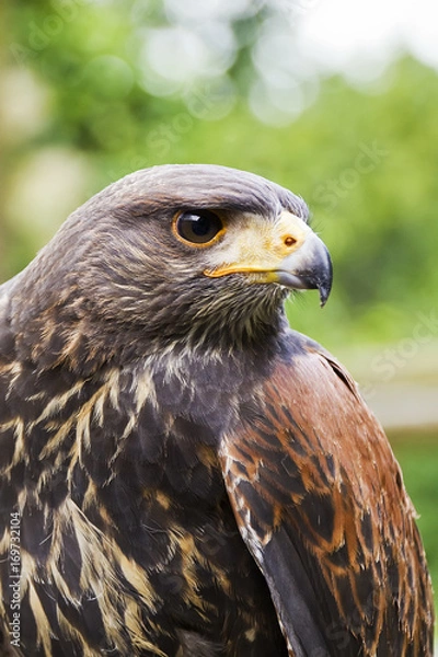 Fototapeta portrait of a dessert buzzard - harris hawk