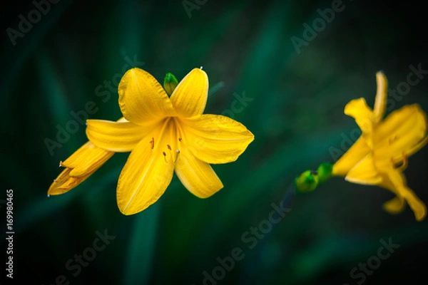 Fototapeta Yellow daylilies