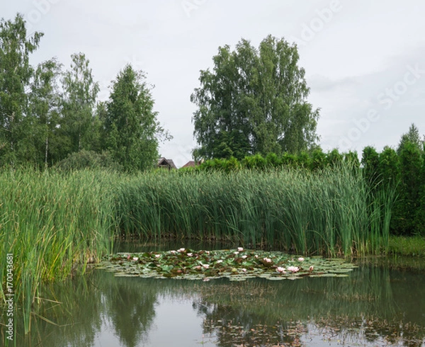 Fototapeta A beautiful little pond with blooming flowers of pink lotus.