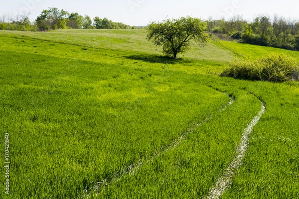 Fototapeta Pathway through a meadow