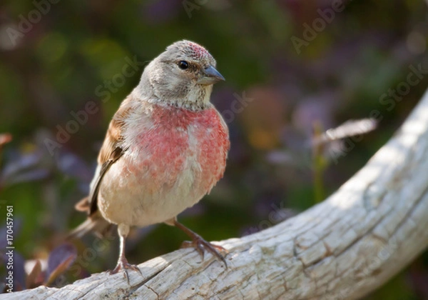 Fototapeta  Linnet