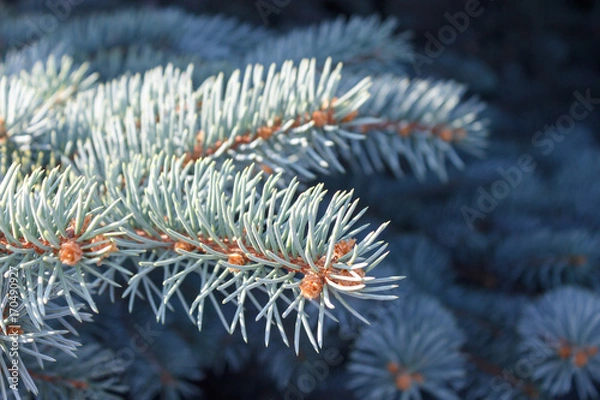 Fototapeta Blue spruce branches