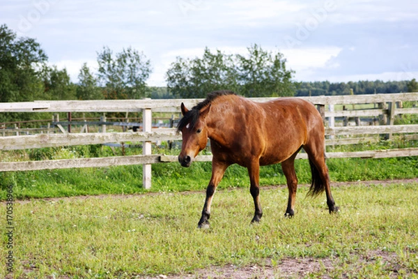 Fototapeta Bay horse walking in paddock outdoor at summer