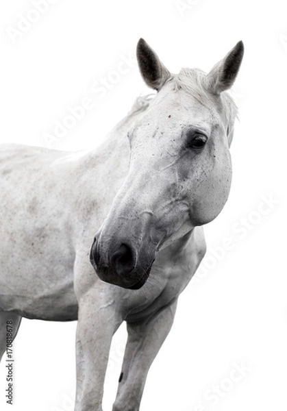 Fototapeta gray horse on white background