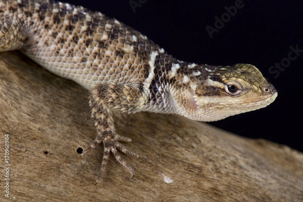 Fototapeta Blue spiny lizard, Sceloporus serrifer cyanogenys