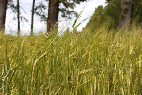 Fototapeta cereal rye field