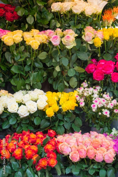 Fototapeta bunte Rosen