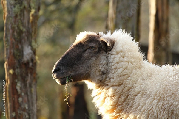 Fototapeta Portrait of a cute white sheep with a black face