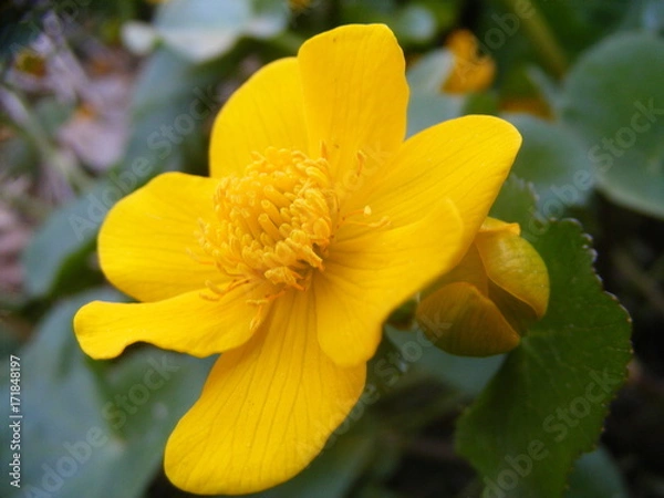 Obraz Ficaria verna with bright yellow flowers 