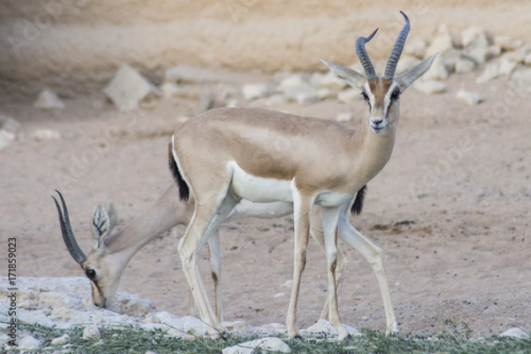 Fototapeta Dorcas Gazelle, Arabian Sand, Goitered Gazelle, antelope