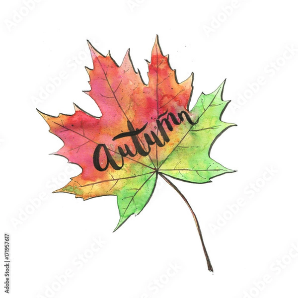 Fototapeta hand drawn watercolor isolated red green and yellow maple leaf with handwritten word autumn on white background