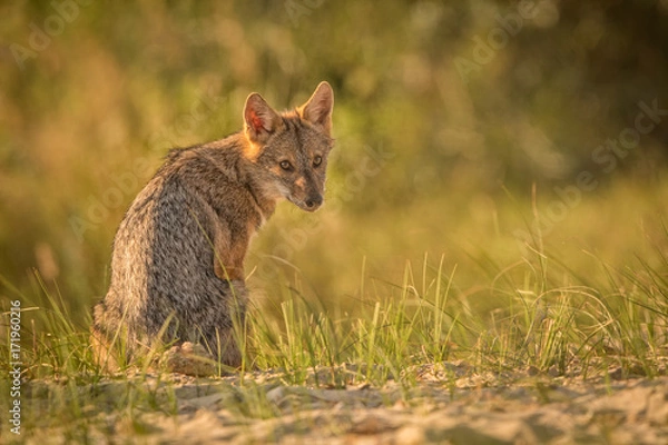 Fototapeta European Golden jackal